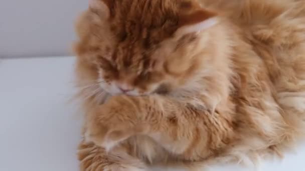 Červená Kočka Maine Coon Sama Připravuje — Stock video