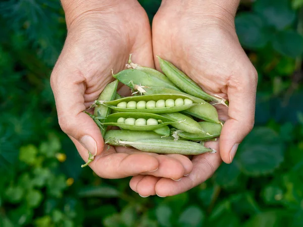 Pois Verts Fraîchement Récoltés Dans Les Mains Gros Plan — Photo