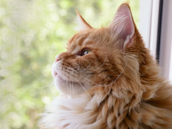 Red Maine Coon Cat Looking Window Close — Foto de Stock