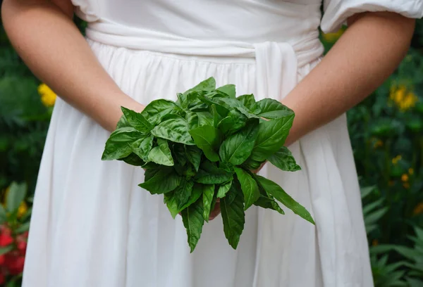 Elinde Taze Toplanmış Fesleğen Yaprakları Tutan Bir Kadın Kapat — Stok fotoğraf