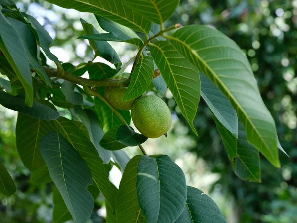 Olgunlaşmamış cevizler ağaçta yetişiyor. Yakın plan..