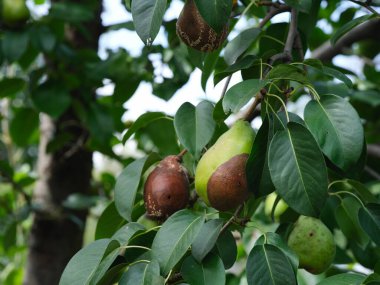 Armut ağacındaki çürük armutlar. Kapat..