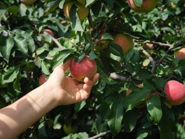 Elma ağacından elma toplayan bir kadın. Kapat..