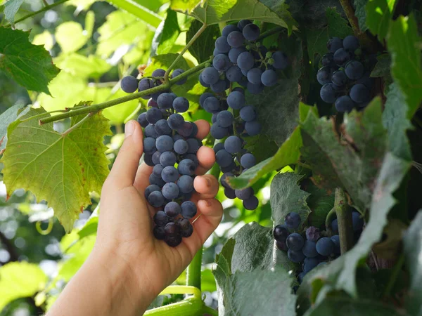 Woman Picking Grapes Vine Close — Stock Photo, Image
