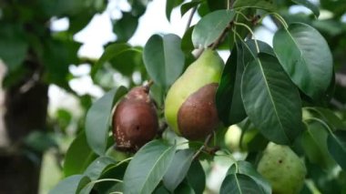 Armut ağacındaki çürük armutlar. Kapat..