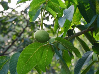Ceviz ağacında yetişen olgunlaşmamış cevizler. Kapat..