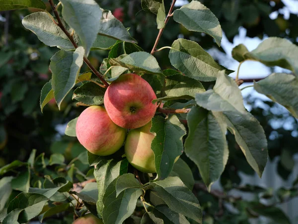 Manzanas Rojas Orgánicas Creciendo Manzano Cerca —  Fotos de Stock