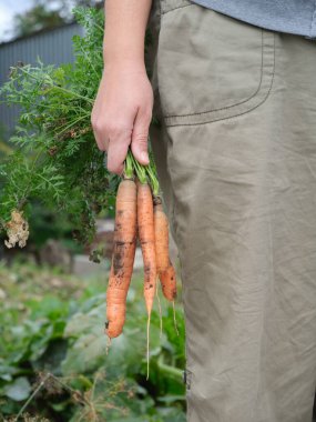Elinde taze organik havuç tutan bir kadın. Kapat..