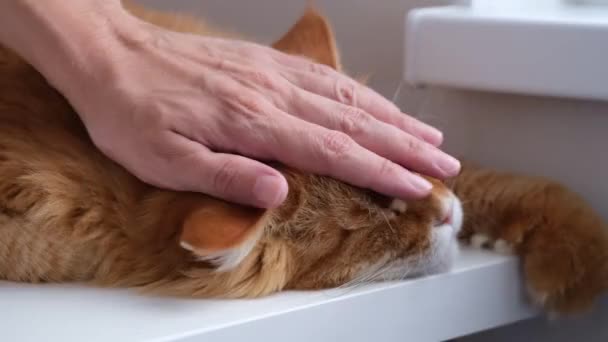 Homem Acariciar Gato Casulo Vermelho Adormecido Fechar — Vídeo de Stock