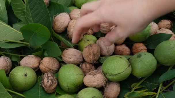 Woman Taking Freshly Harvested Walnut Pile Close — Stock Video