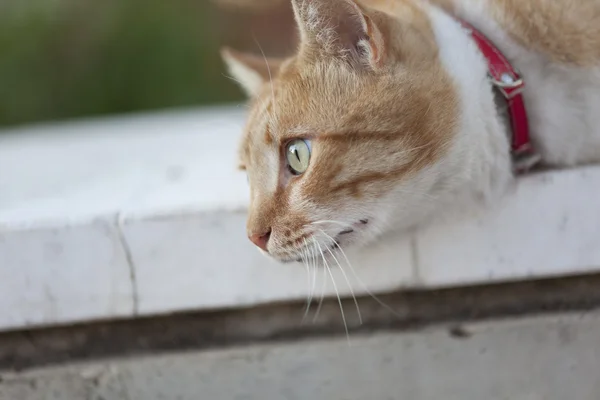 Gato com gola vermelha está pensando — Fotografia de Stock