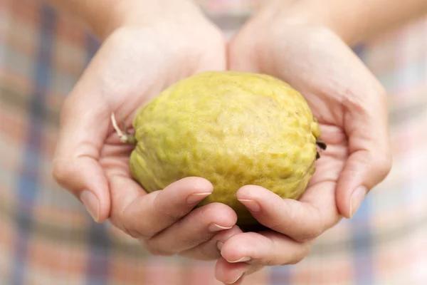 Guava ovoce v rukou ženy — Stock fotografie