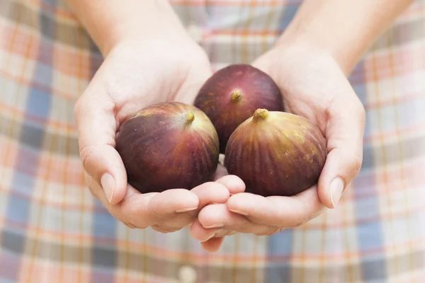 Figs in woman's palms — Stock Photo, Image