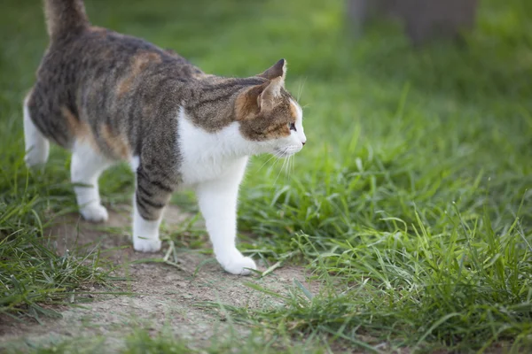 걷는 고양이 — 스톡 사진