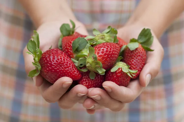 Ripe sweet strawberries in woman's palms — Stock Photo, Image