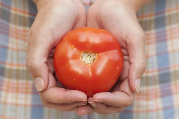 Fresh tomato in woman's palms — Stock Photo, Image