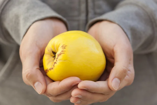 Quince en las manos de la mujer —  Fotos de Stock