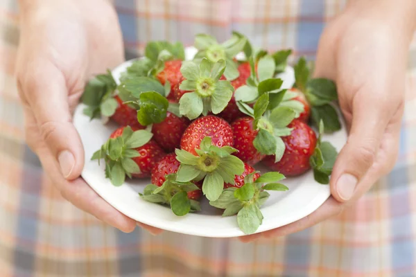 Ripe sweet strawberries in woman's hands — Stock Photo, Image