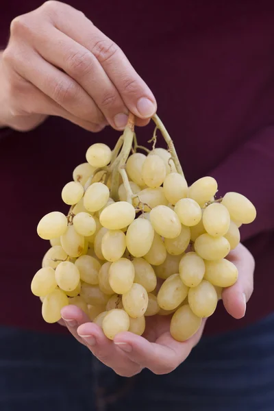 Bunch of green grapes in woman's hands