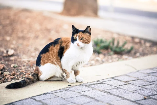 거리의 고양이 — 스톡 사진