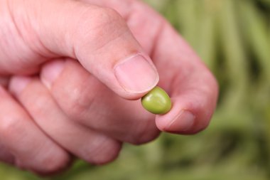 Parmakları yeşil bezelye