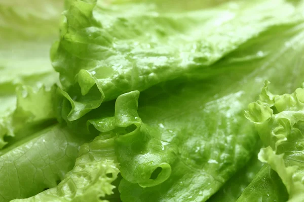Salată verde fundal — Fotografie, imagine de stoc