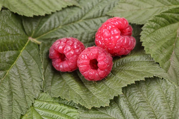 Three red raspberries lying on the raspberry leaves — Stock Photo, Image