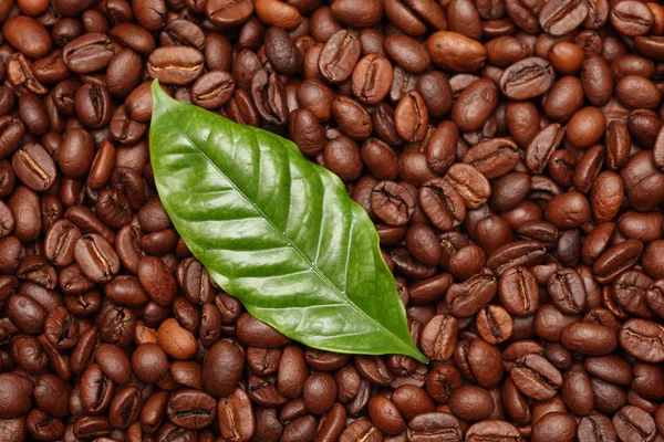 Кофейные зерна и кофейный лист — стоковое фото