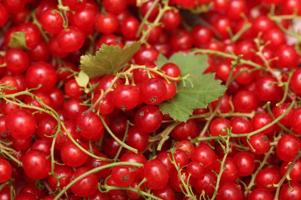 Organic red currants — Stock Photo, Image