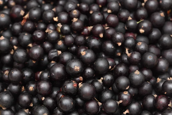 Schwarze Johannisbeeren — Stockfoto