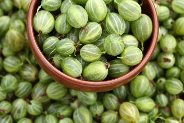 Gooseberries in a bowl — Stock Photo, Image