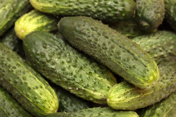 Cucumbers — Stock Photo, Image