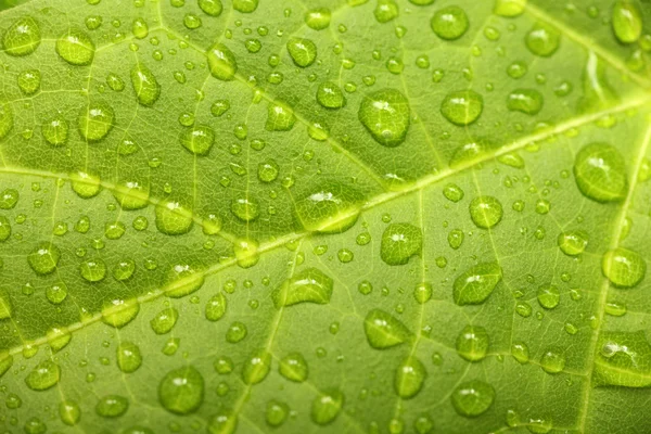 Folha verde com gotas de água — Fotografia de Stock