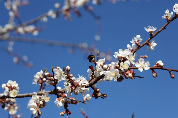 Blossoming of apricot tree flowers — Stock Photo, Image