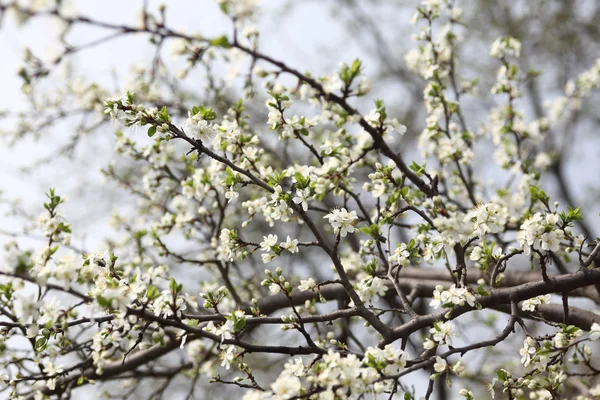 Blossoming of apricot tree flowers — Stock Photo, Image