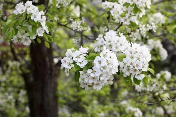 Pear tree in bloom — Stock Photo, Image