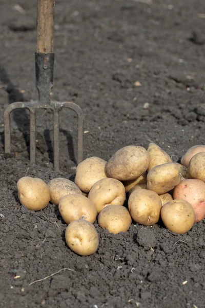 Fresh Potatoes — Stock Photo, Image