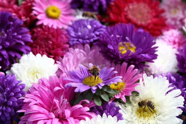 Beautiful flowers — Stock Photo, Image