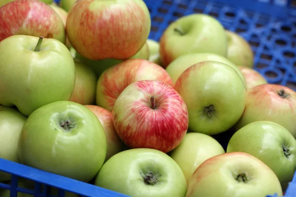 Cosecha de manzana — Foto de Stock