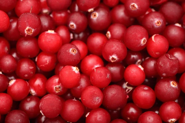 Cranberry beku — Stok Foto