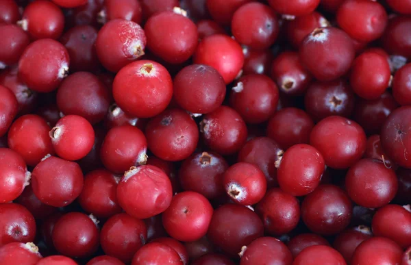 Lot of Cranberry — Stock Photo, Image