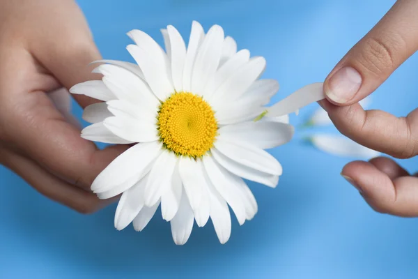 Junges Mädchen mit weißem Gänseblümchen reißt Blütenblätter ab — Stockfoto