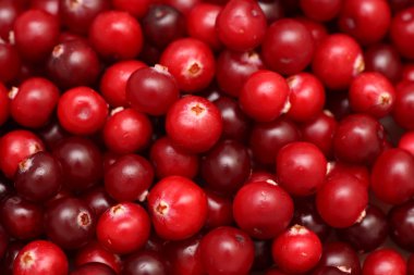 Cranberries yakın çekim