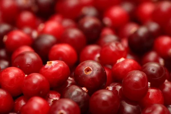 Cranberry close-up — Fotografie, imagine de stoc