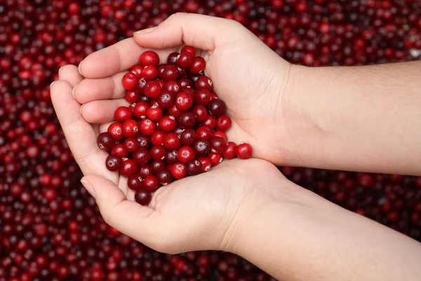 Cranberry in palms — Stock Photo, Image