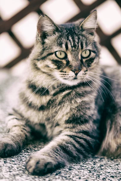 Retrato de um gato — Fotografia de Stock