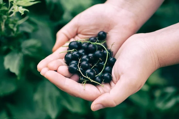 Black currants — Stock Photo, Image