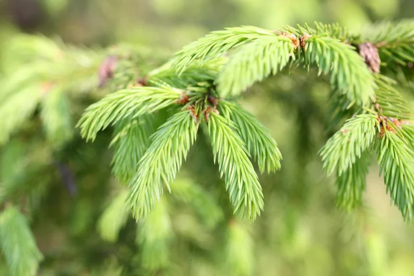 Fir branch close-up — Stock Photo, Image