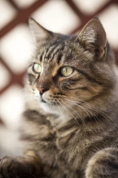 Retrato de gato — Fotografia de Stock