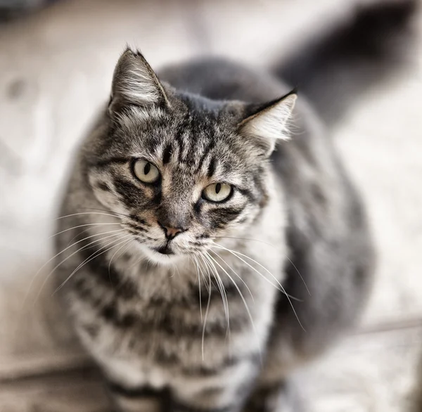 고양이의 모습 — 스톡 사진
